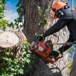 Signs You Need Emergency Tree Service in Granger