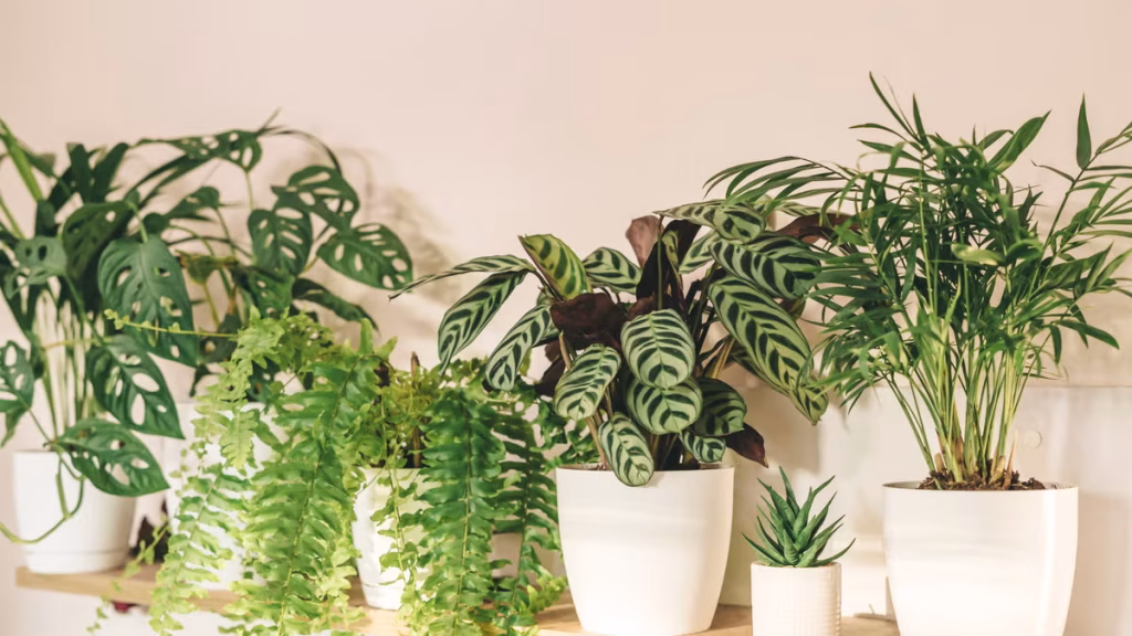 7 Indoor Plants That Instantly Make a House Feel Like Home