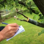 Why Routine Tree Inspections Save Money in the Long Run