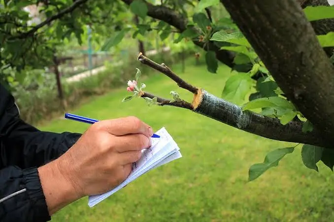 Why Routine Tree Inspections Save Money in the Long Run