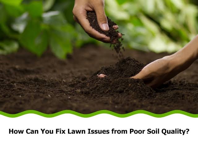 7 Lawn Issues Caused by Poor Soil Quality