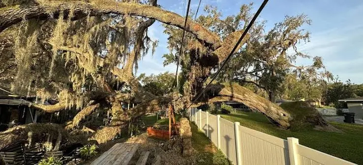 How Tree Trimming in Lakeland, FL Helps Reduce Storm-Related Property Damage