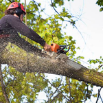 What to Check Before You Hire a Tree Removal Service